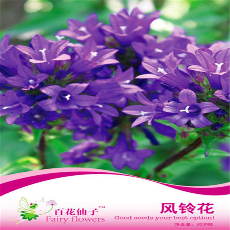 2020 1 Pack Original Package Campanula Potted Flower Bonsai Plant Flower Seeds Campanula Pink Hardy Perennial Bonsai Plant Hot Sale No20 From Ymhqw 2 Dhgate Com