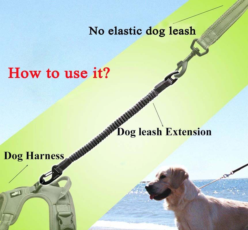 bungee dog leash extension