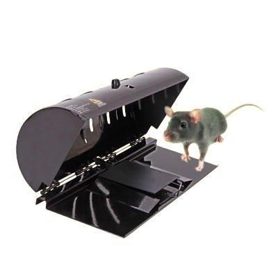 mouse mice rodent