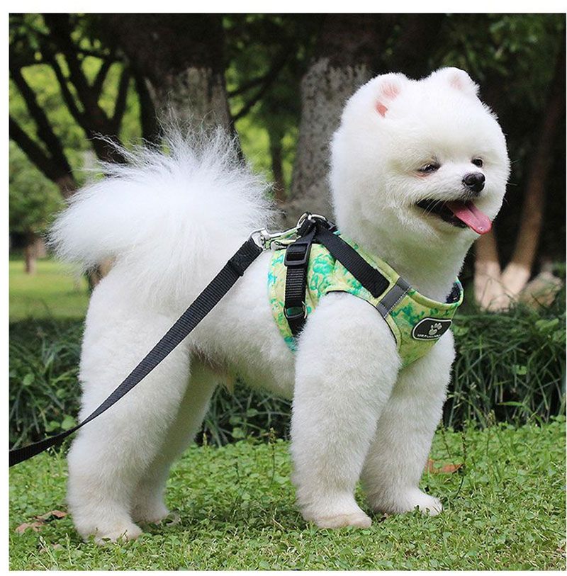 reflective dog collars and leashes