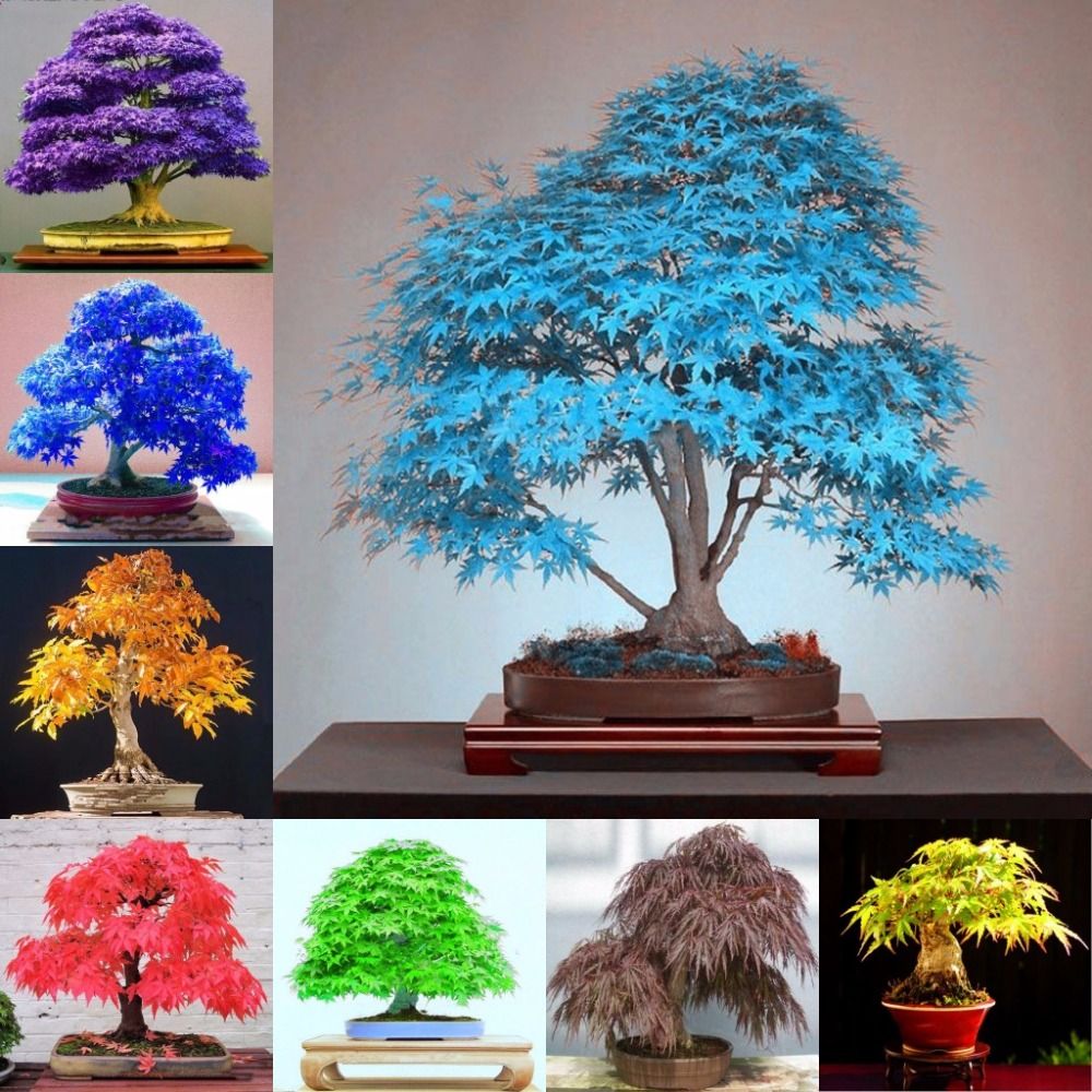 2020 Popular100pcs 20 tipos de árboles de arce Bonsai Plant Japanese Maple  Tree Balcon Flower Plants