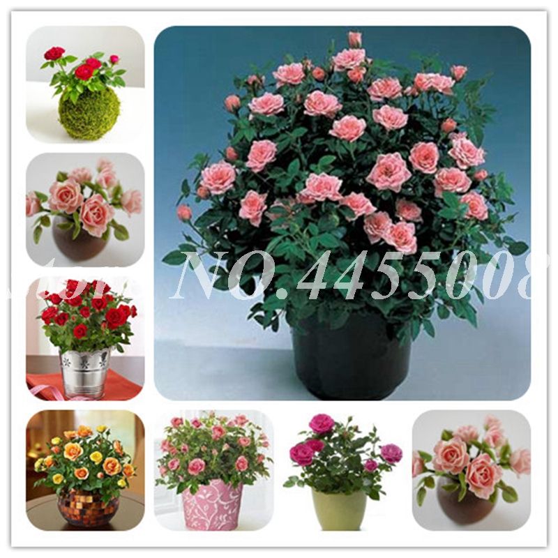 2020 Sale Seeds Rose Bonsai Perennial Rose Flowers Indoor Bonsai Flower Rose Tree Fragrant Climbing Plants For Home Garden Planting From Ymhzpy 1 24 Dhgate Com