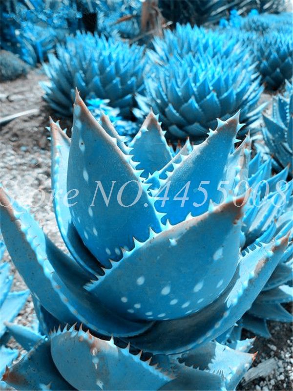 100Pcs Rare Aloe Vera Seeds Succulent Herbal Garden Potted Bonsai Plant Charm 