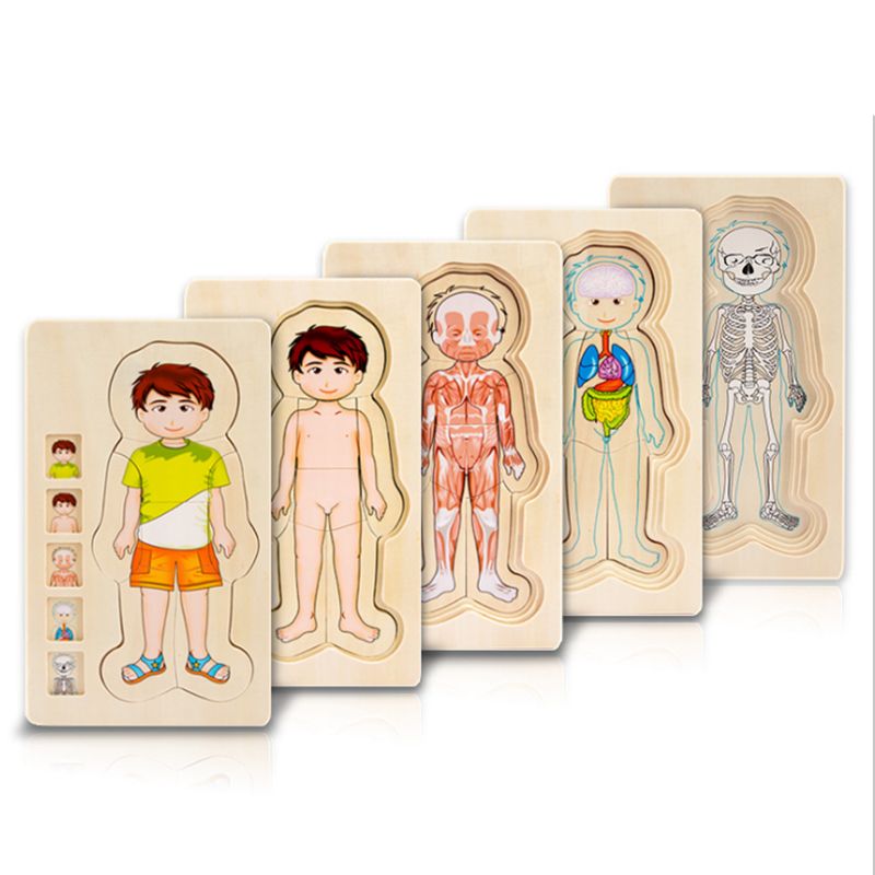 human body toys for kids
