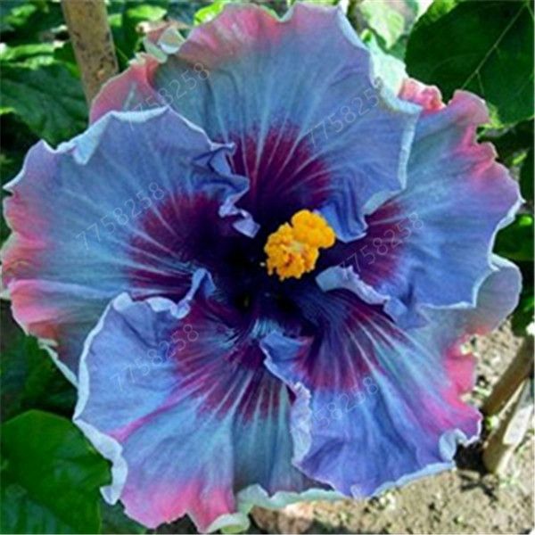 Lowest Hibiscus Rosasinensis Seeds Plants Perennial Flower Bonsai Big 100pcs Lowest Hibiscus Rosasinensis Seeds Plants Perennial Flower Bonsai Big 100pcs