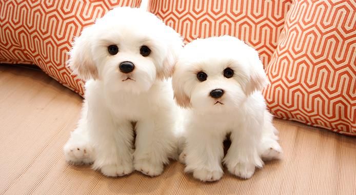 juguetes para shih tzu