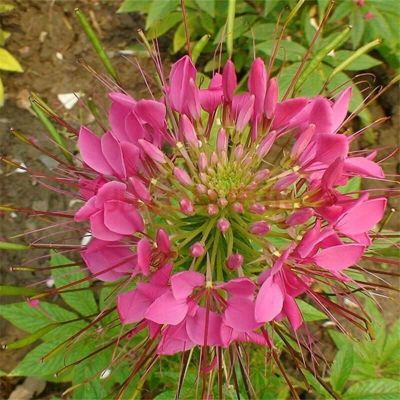 Cleome Rose Queen Spider Flower 100 Fresh Seeds Annual Biennial Seeds Seeds Bulbs