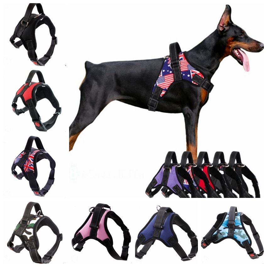 small dog harness and lead