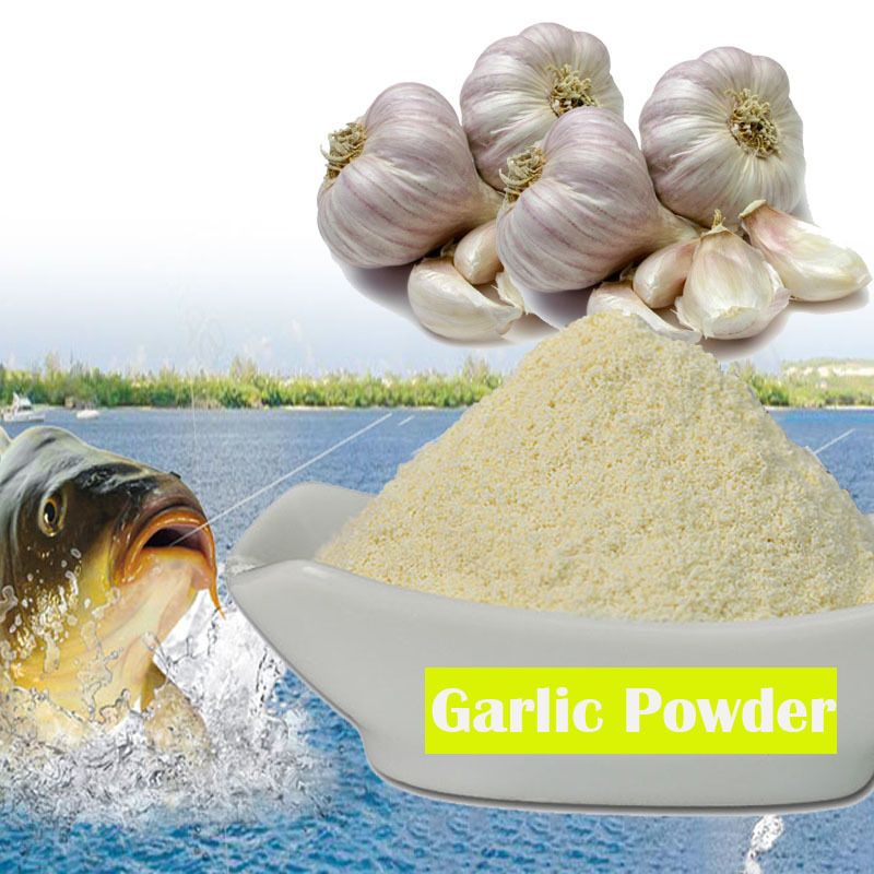 carp fishing bait