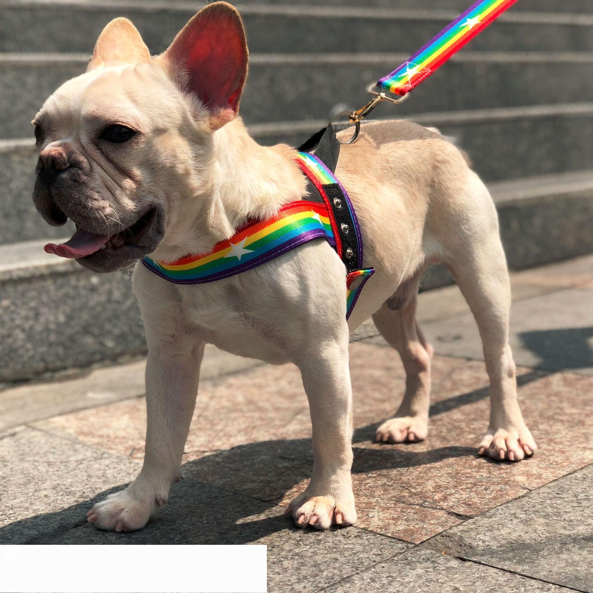 rainbow dog collar and leash