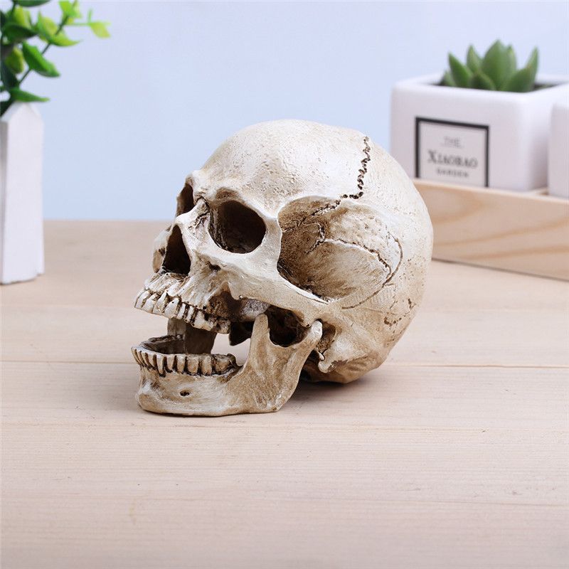 2020 Artificial Human Skull Resin Cranium Model Medical Realistic Skeleton Collection Handicraft Home Decor For Decoration From Fashiondecor 11 25 Dhgate Com