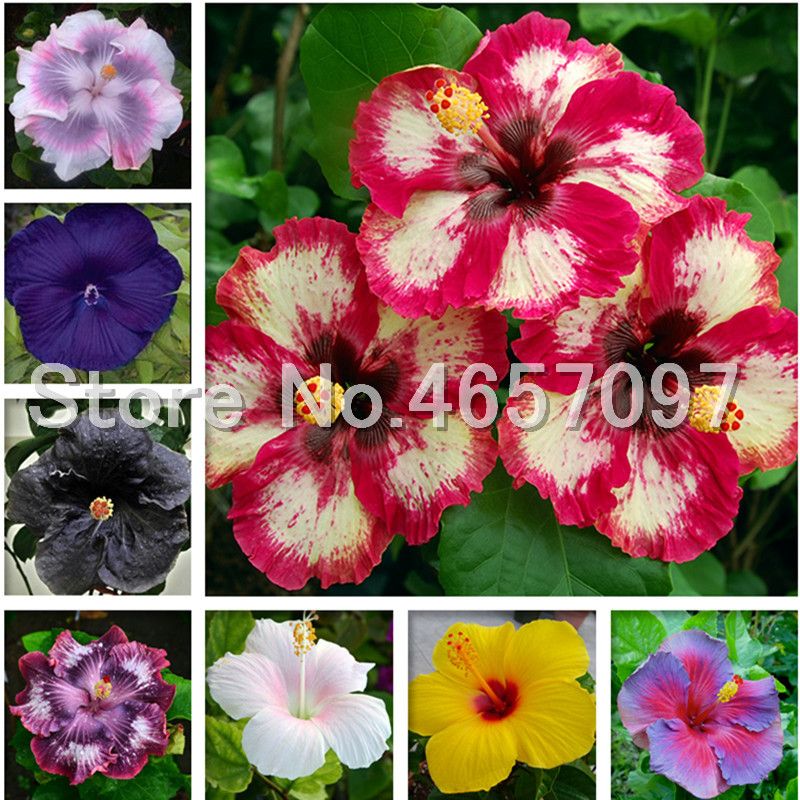 2020 Hot Sales Giant Hibiscus Bonsai Flowers Bonsaias Seeds Mix Color Hibiscus Tree Plating For Flower Potted Plants Garden Decoration From Ymhpjq1 1 7 Dhgate Com