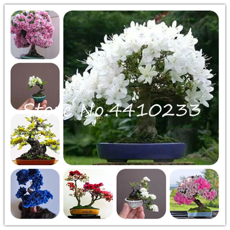 Rare Varieties Azalea Seeds 50 seeds
