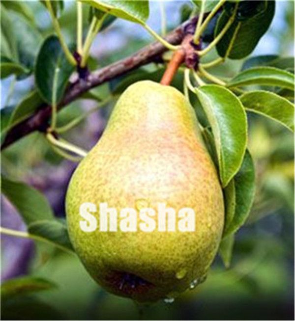 Fruit Seeds Seeds & Bulbs Red Pear Seeds Rare organic fruit tree seeds