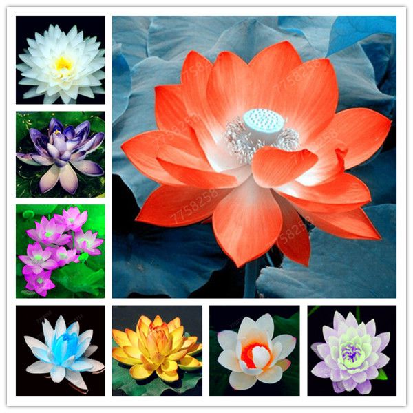 5 PC Semillas de plantas acuáticas planta de flor de loto tazón lirios de  agua de