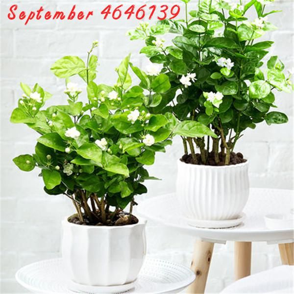 50 unids / bolsas semillas plantas en maceta jazmín bonsai hermosa jasminum  sambac flor bonsai lleno de