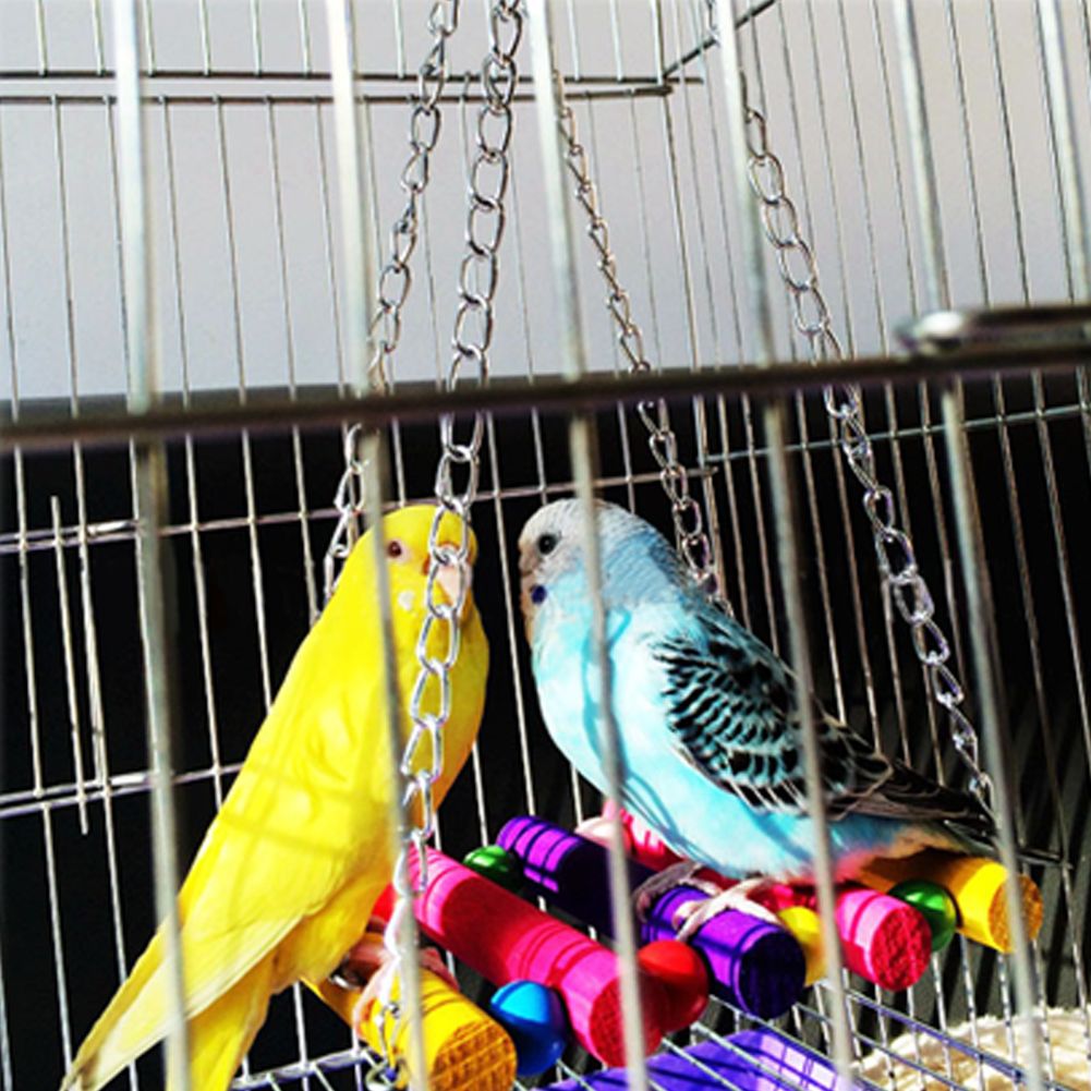 parakeet perches