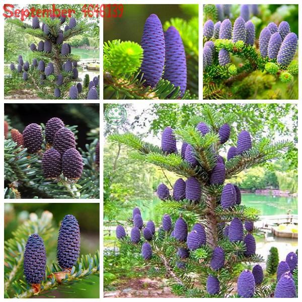 50 pcs Purple Korean Fir Seed Garden Rare Tree Seeds Garden Home Planting Bonsai