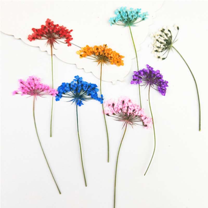 Acheter Minoan Dentelle Fleur Sur Tige Naturel Fleur Séchée Bouquet De Fleurs Pressées Pour Matériel De Peinture De Fleurs Partie De Mariage