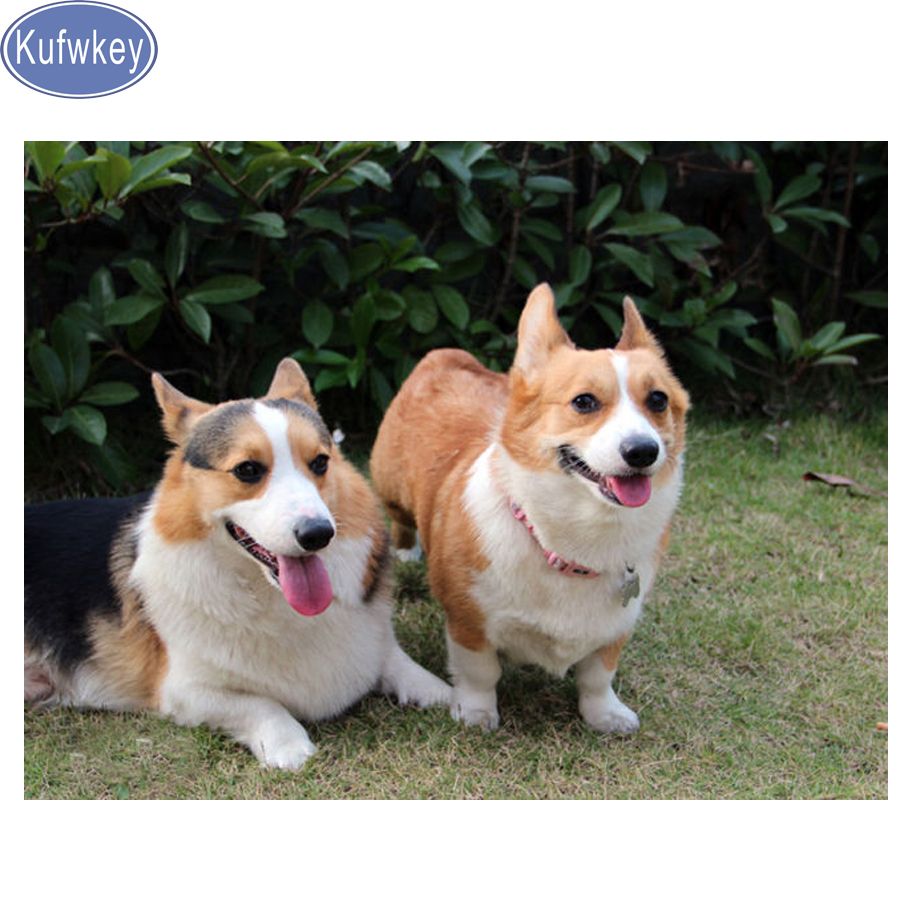 diamond pembroke corgis