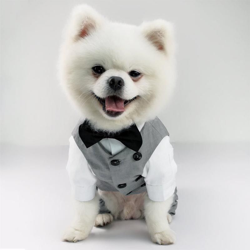 Compre Nueva Mascota Camisa Traje De Pantalones Cuatro Patas Traje Para Perros Ropa De La Boda Ropa De Boda Con Encanto Gato De Perrito A 8 49 Del Skssf888 Dhgate Com