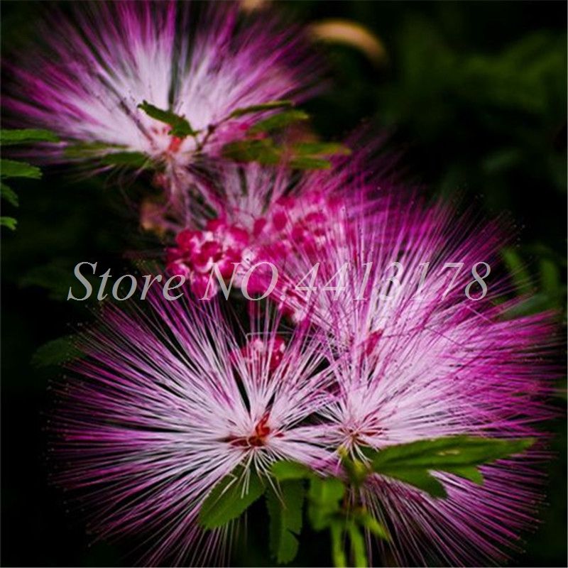 21 Bag Bonsai Plant Seeds Albizia Flower Outdoor Called Mimosa Silk Tree Rare Garden Potted Plants Rainbow Flowers Pot Diy Plant Gift From Ymhzdy 1 Dhgate Com