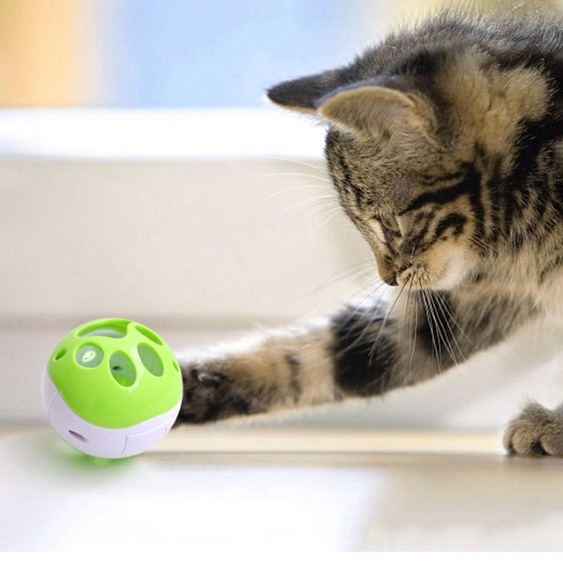 cat rolling ball