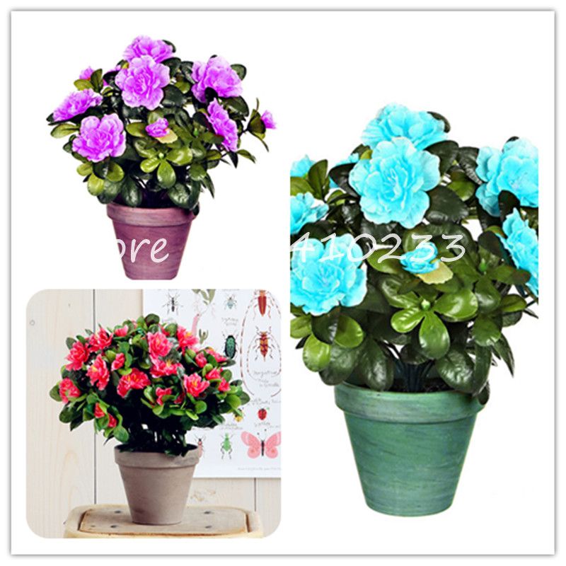 2020 Bonsai Seeds Bright Flower Japanese Azalea Bonsai Rhododendron Azalea Flower Bonsai Tree Plant Diy Garden Easy Grow From Ymhqw1 1 8 Dhgate Com