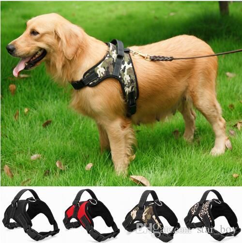 small medium and large dogs