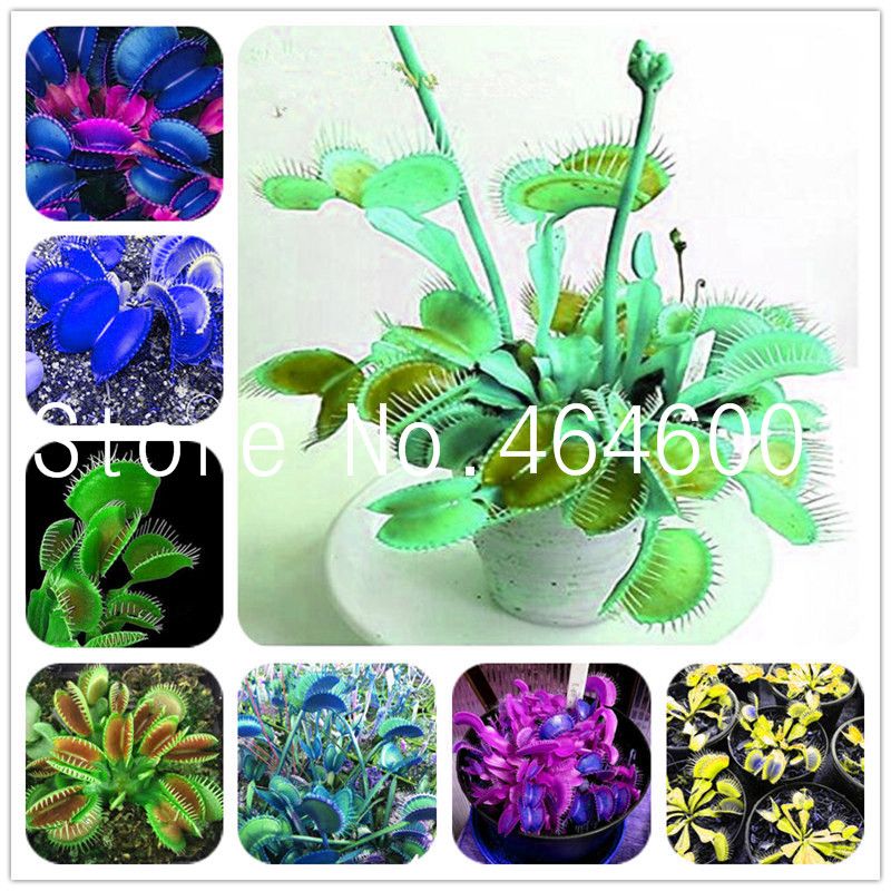 2020 Hot Sale Seeds Flytrap Bonsai Carnivorous Plants Venus Fly Trap Dionaea Muscipula Radiation Protection Plant Flower For Home Garden From Ymhqw 2 Dhgate Com