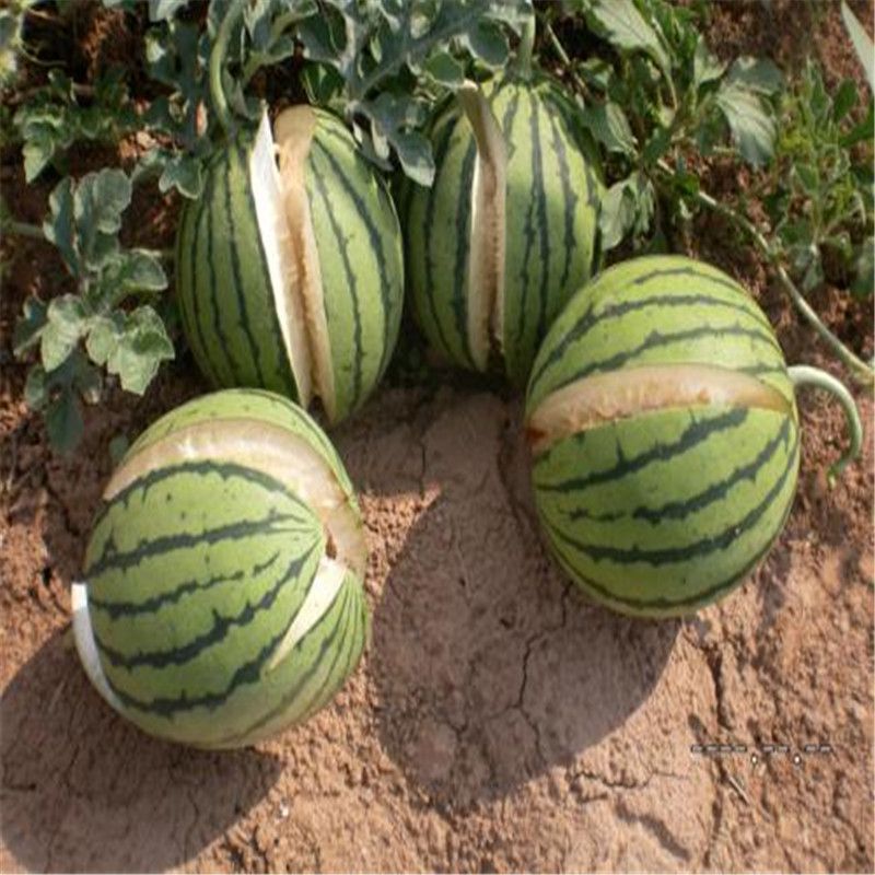 2020 1 Pack Original Package Jingxin One Watermelon Bonsai Fruit - roblox watermelon verification