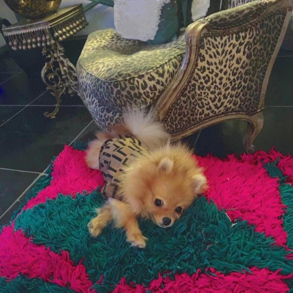 puppy sweater