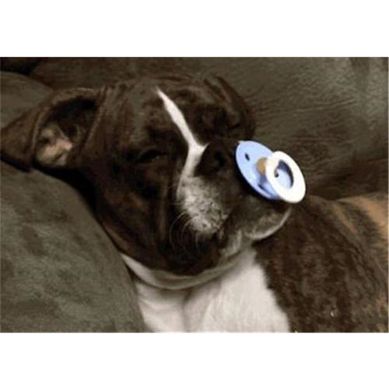 bulldog pacifier