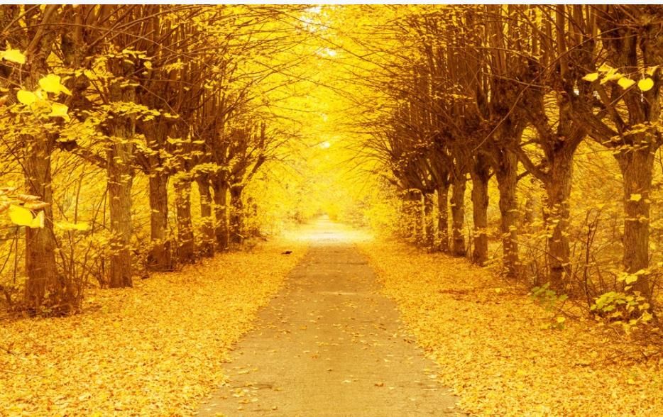 Golden Autumn Gold Tree 3D TV Background Wall Modern Living Room