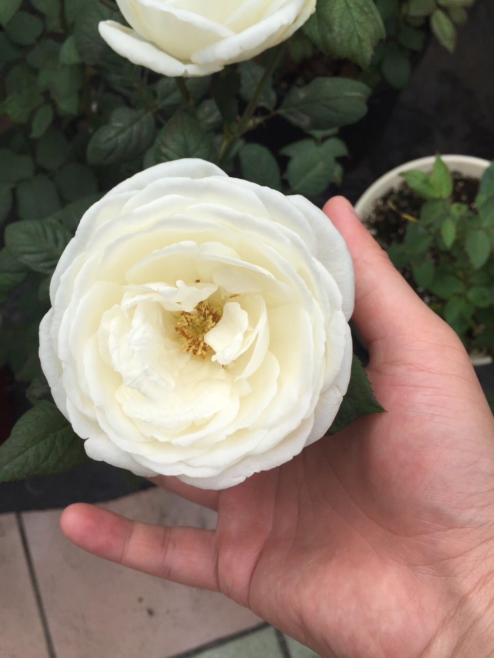 Cygneantike Rose Flower Seeds Pack White Rose Seed Home Garden Perennial Senior Bonsai Plant Wholesale Brand Best Quality And Cheapest Price Dhgate Com