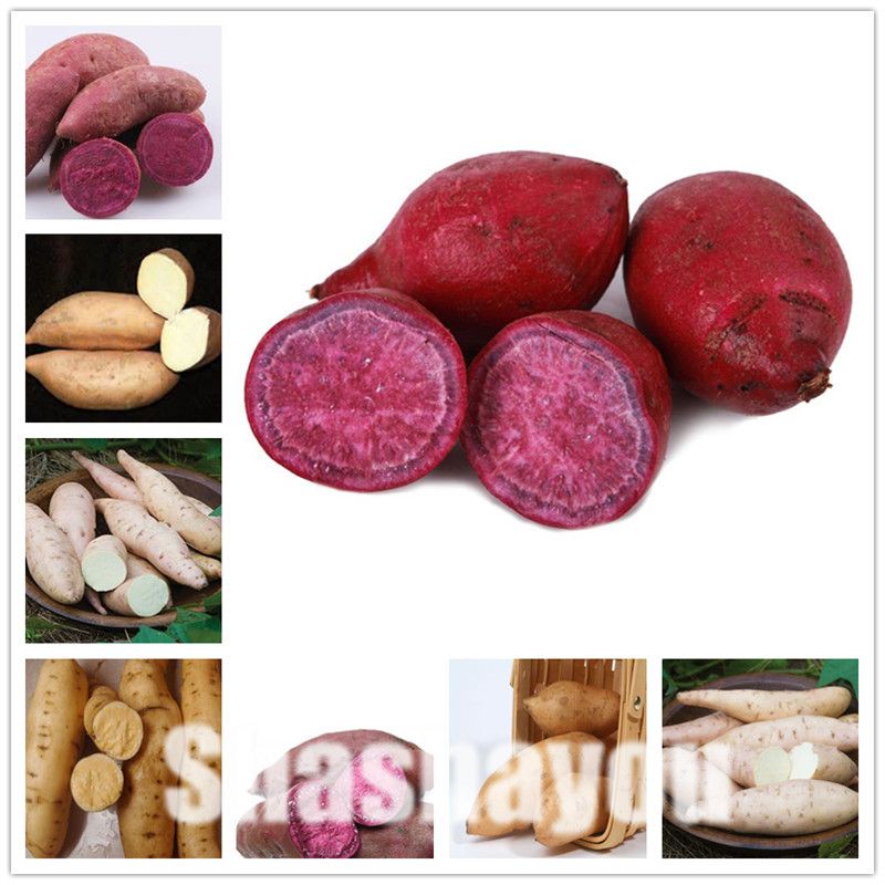 Семена Овощей Без Гмо Купить