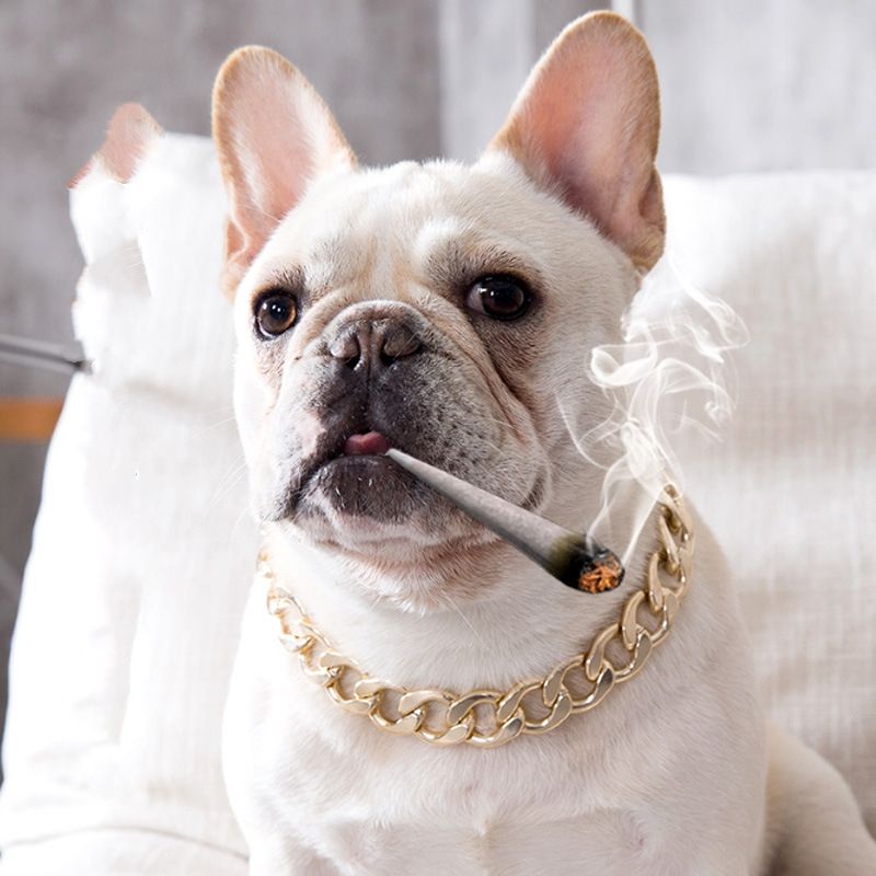 pet jewelry for dogs