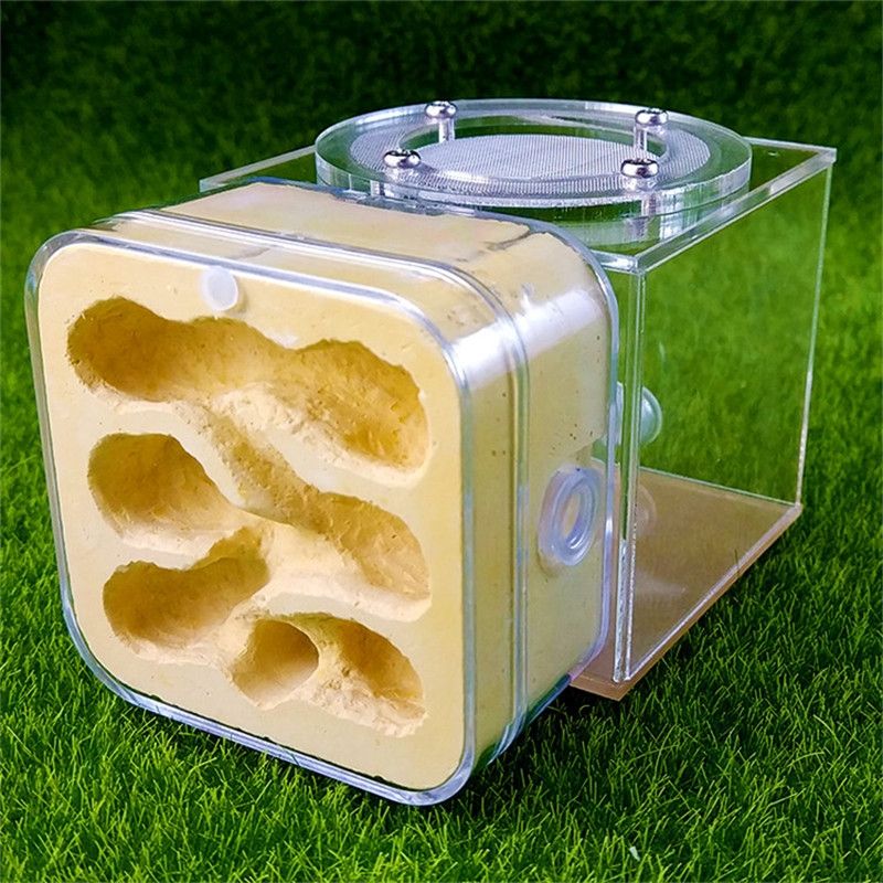 plastic ant farm