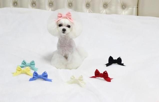 tiara teddy bear dog