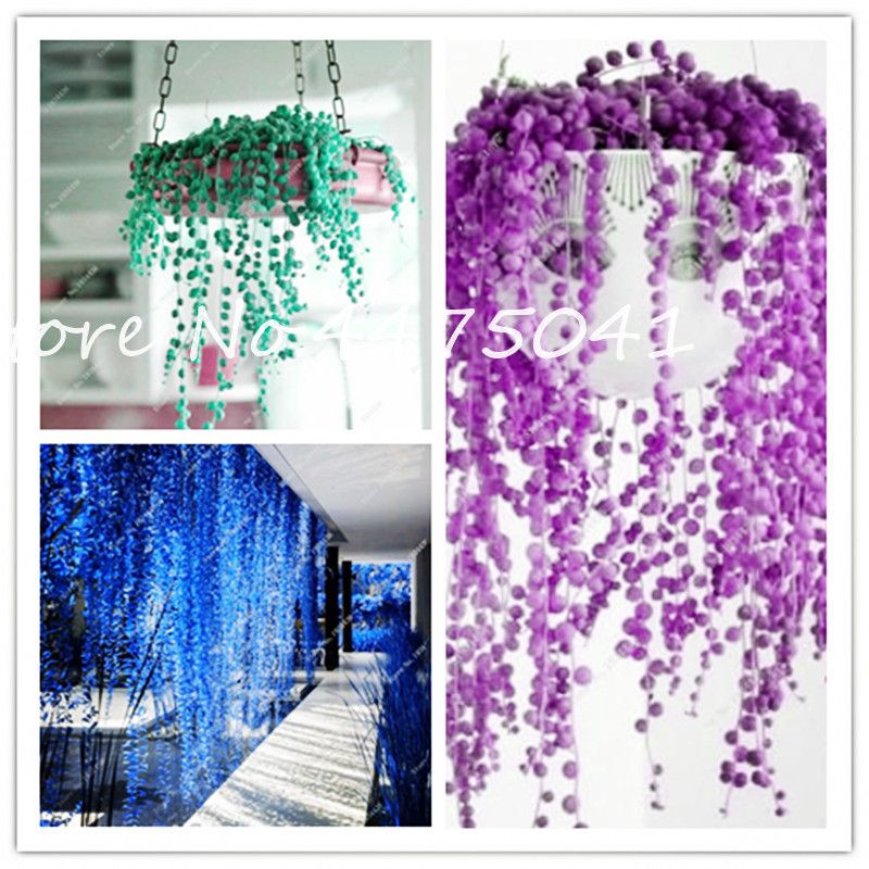 Buy Dropshipping Seeds Online Cheap Rare Blue Pearl Chlorophytum Bonsai Seeds Mixed Indoor Office Desktop Flowers Succulents Anti Radiation Computer Potted Plants By Ymhpjq1 Dhgate Com