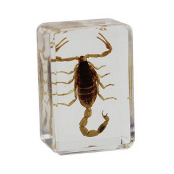 Yellow Resin Clear Paperweight Specimen Embedding Scorpion Science Toy Gift 