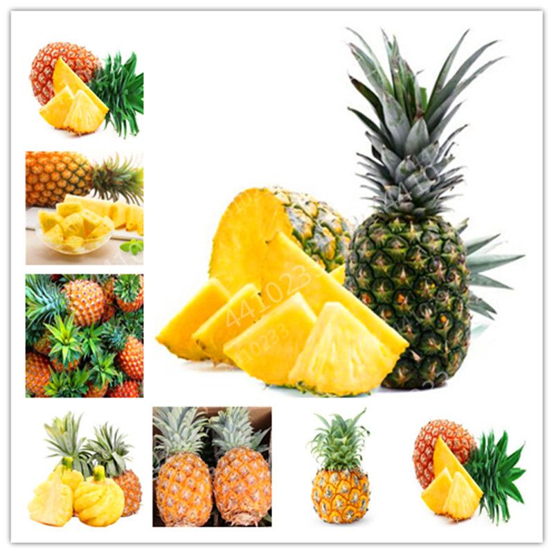 100 Pcs Ananas Comosus Pineapple Bonsai Heirloom Fruit Garden Bonsai Sweet