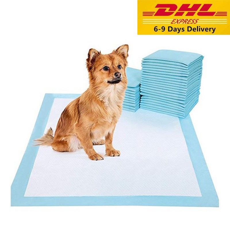 house training pads for dogs