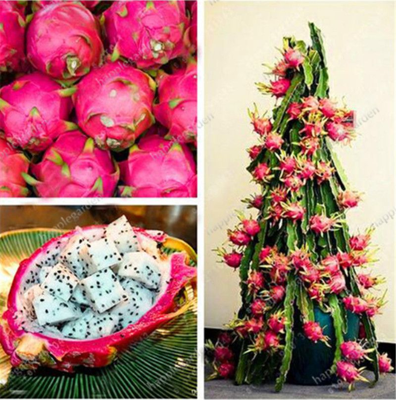 2021 100 True Dragon Fruit Bonsai White And Red Pitaya Seeds Plants For Home Garden Non Ogm Fruit Tree Bonsai Or Potted From Ymhpjq1 2 47 Dhgate Com