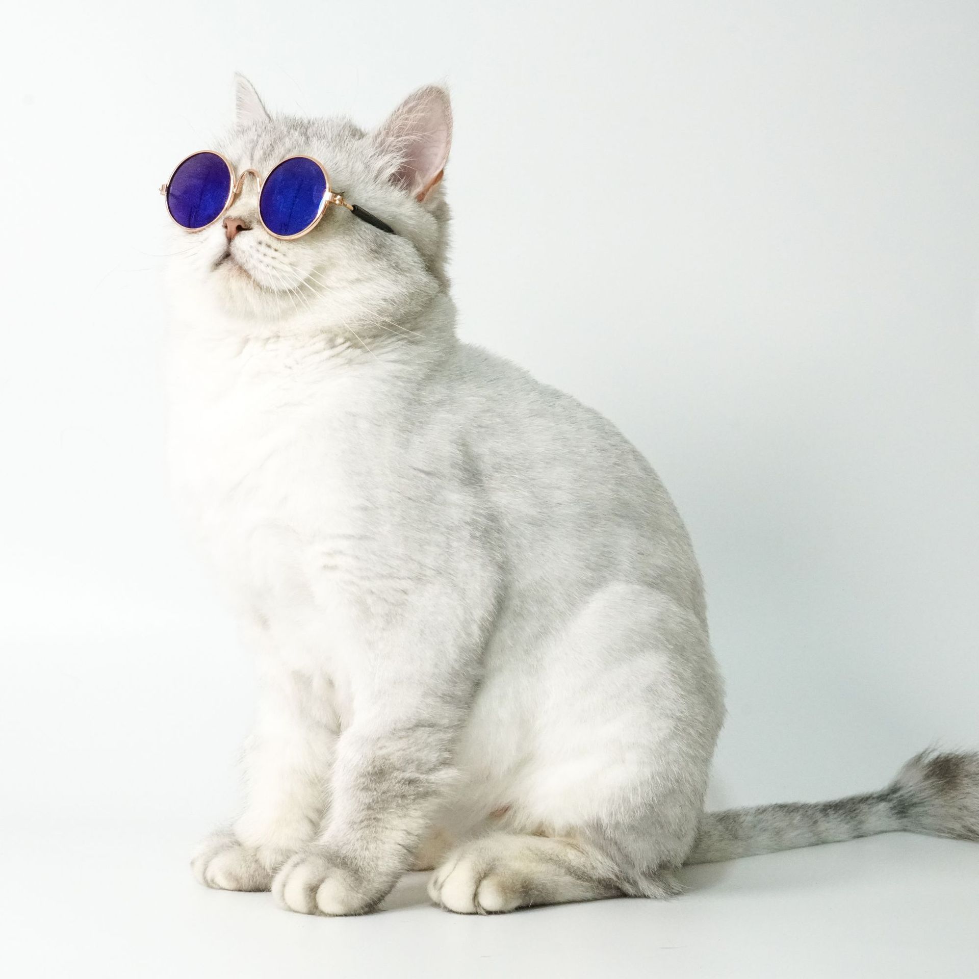 Satin Al Moda Kedi Kopek Gunes Komik Tide Tasarimci Pet Gunes Gozlugu Kedi Aksesuar Sac Susler Pet 5 Renkler Malzemeleri Tl61 07 Tr Dhgate Com