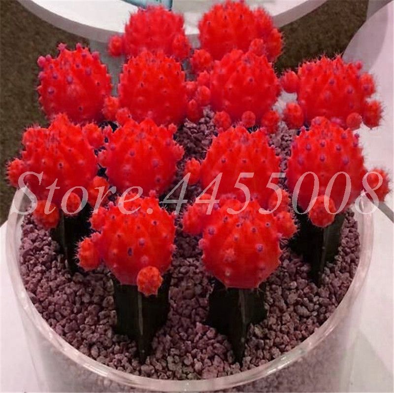 QHYDZ Garden-100pcs graines de plantes succulentes Cactus Mix Bonsai Graines rares vivaces pour Balcon Maison Jardin 