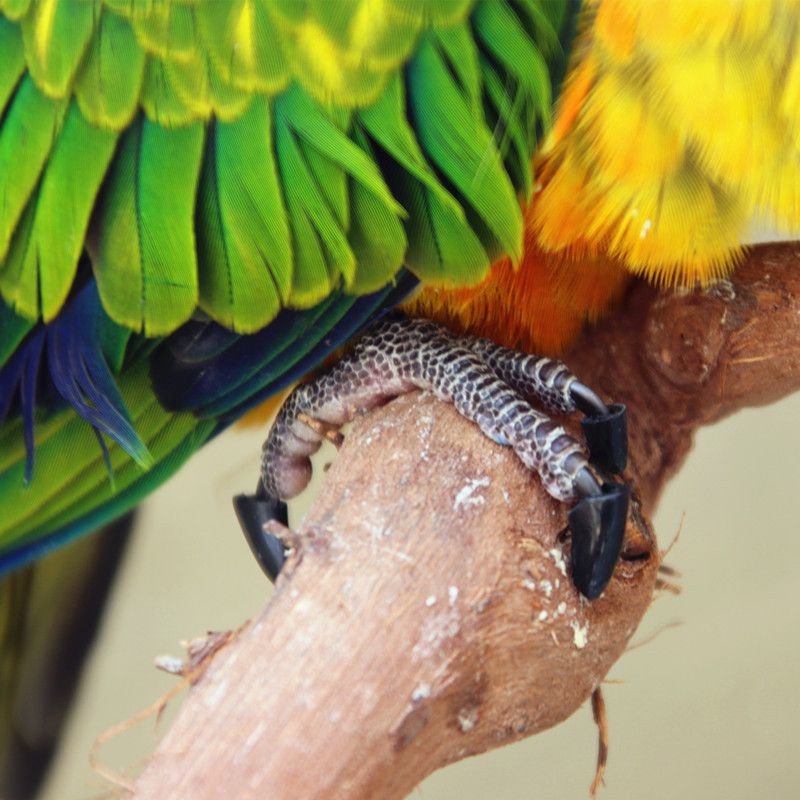 2020 Pets Crystal Nail Parrot Claw Defence Catch Set 20 Grain / Package