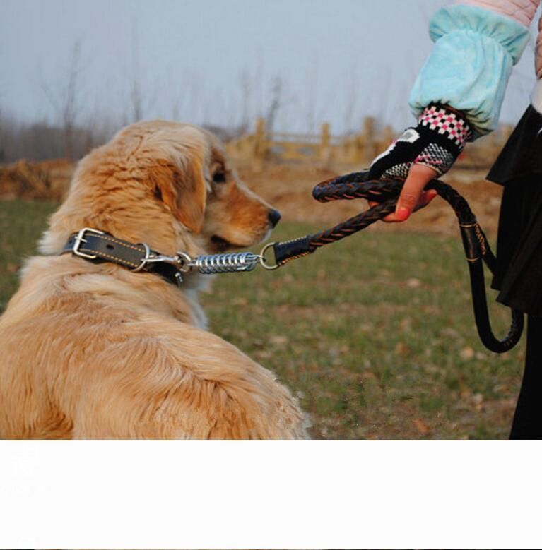 dog leashes for medium dogs