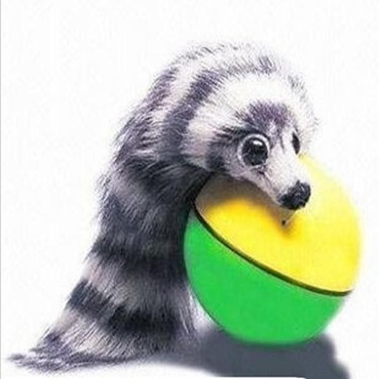 ferret and ball toy
