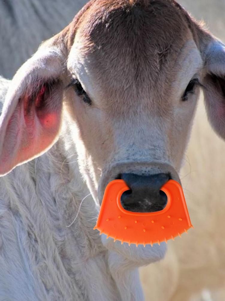 Featured image of post Fotos De Vacas Con Arete En La Nariz